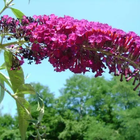 Giardino Dei Fiori Castelnuovo di Garfagnana