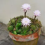 Giardino Dei Fiori شقة كاستيلنيوفو دي غارفانيانا