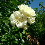 Giardino Dei Fiori *