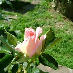 Giardino Dei Fiori