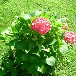 Giardino Dei Fiori شقة