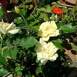 شقة Giardino Dei Fiori كاستيلنيوفو دي غارفانيانا