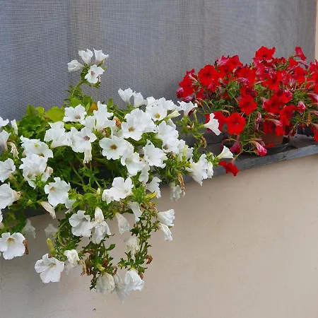 Apartment Giardino Dei Fiori