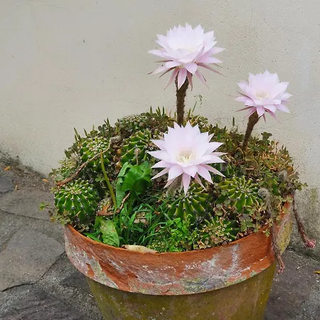 Giardino Dei Fiori Apartment Castelnuovo di Garfagnana