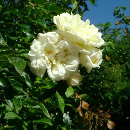 Giardino Dei Fiori *