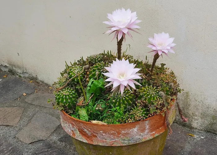 Giardino Dei Fiori Διαμέρισμα Castelnuovo di Garfagnana