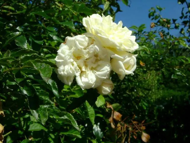 Giardino Dei Fiori *