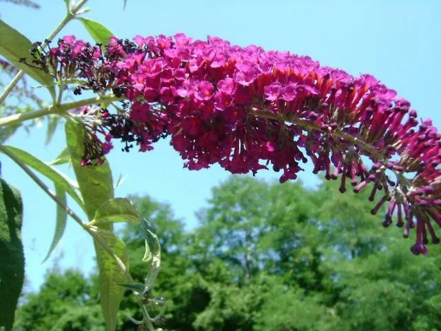 Giardino Dei Fiori Castelnuovo di Garfagnana