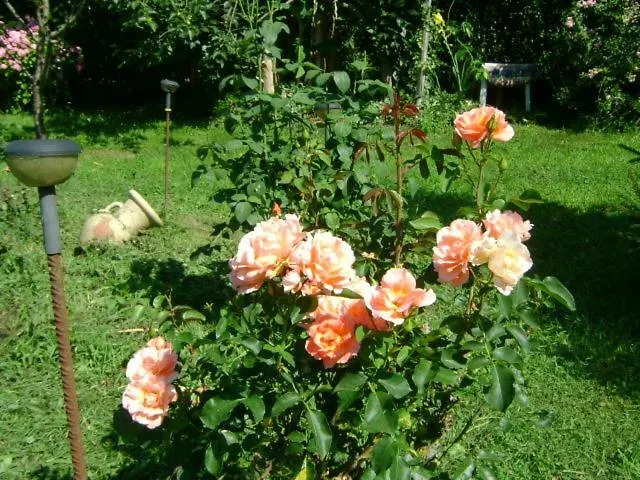 Διαμέρισμα Giardino Dei Fiori