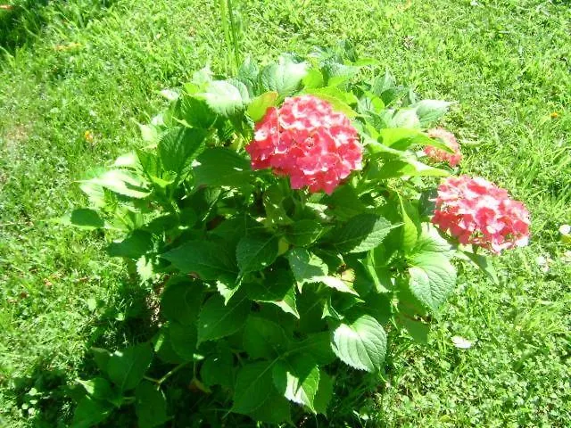 Giardino Dei Fiori Διαμέρισμα