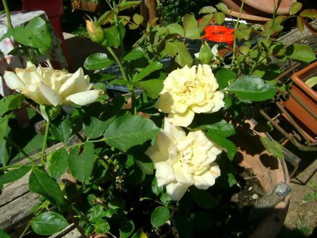 Διαμέρισμα Giardino Dei Fiori Castelnuovo di Garfagnana